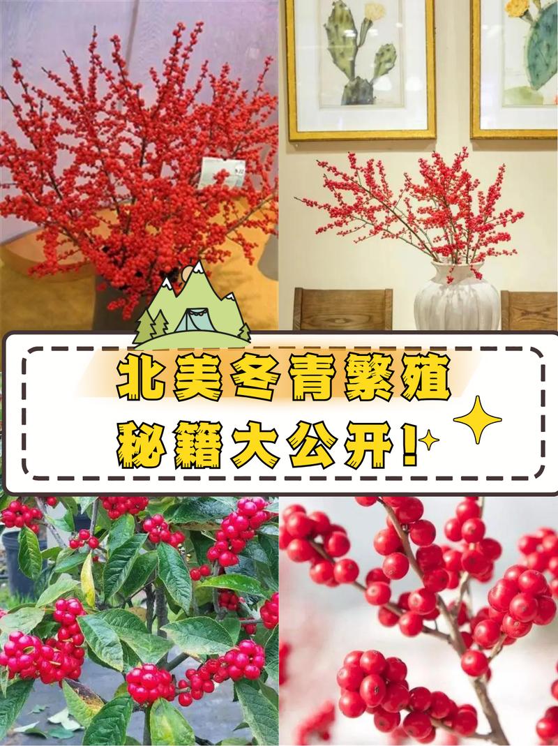北美冬青的繁殖方法