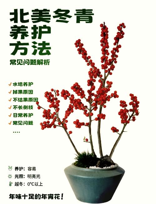 北美冬青怎样种植?