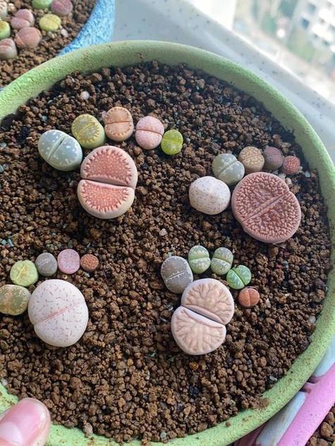生石花僵苗怎么办