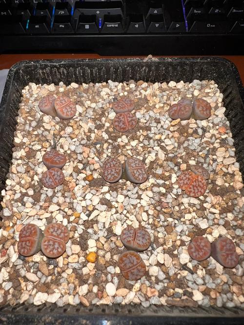 生石花僵苗怎么解决?