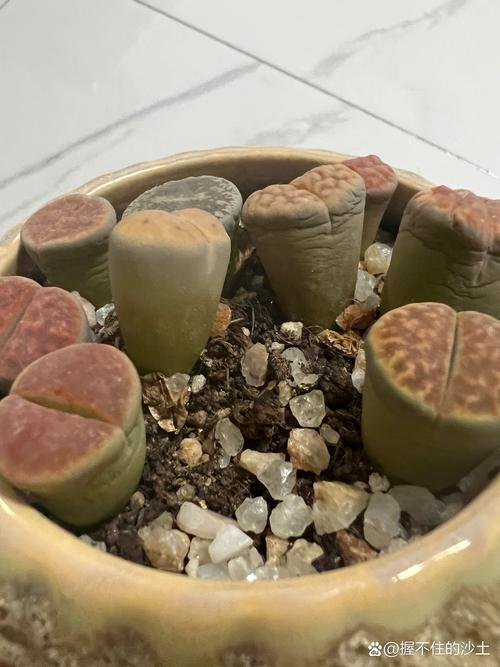 生石花晒蔫了怎么办?用浇水吗?