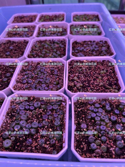 生石花怎样播种:石生花的方法心得及带苗期常见问题解疑