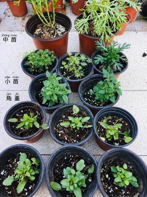 石花僵苗怎么办?