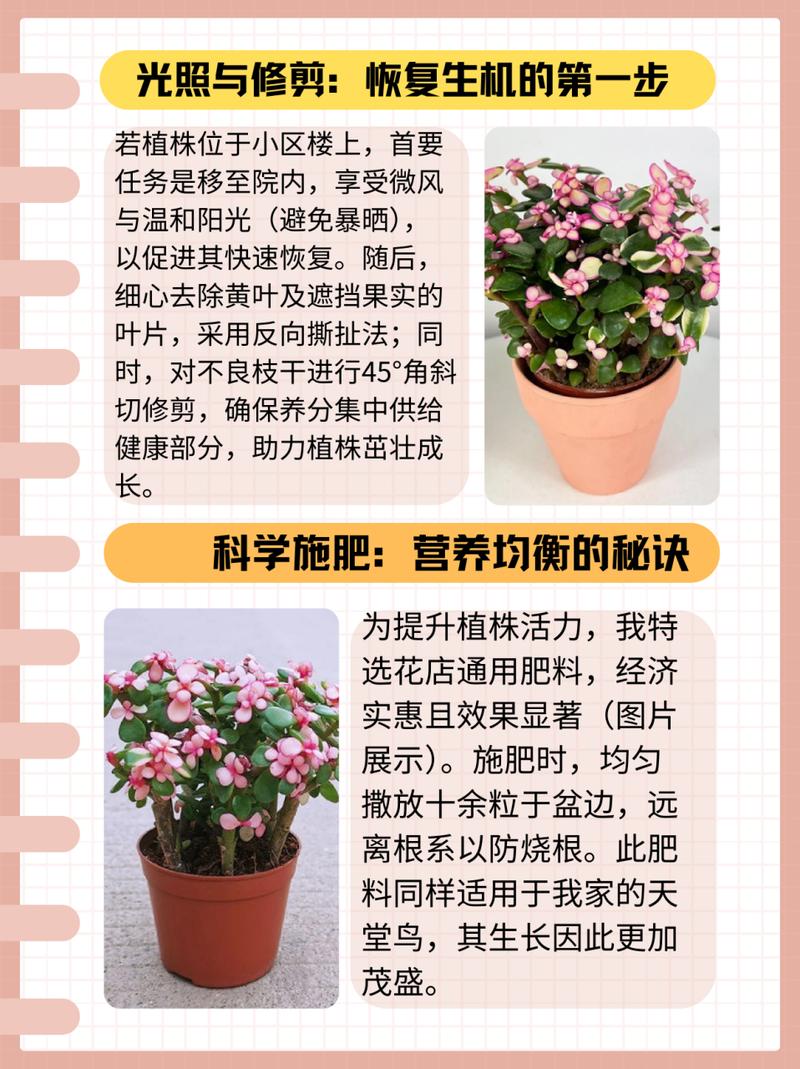 金苞花的养殖方法和注意事项