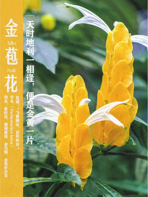 家养盆栽金苞花的养殖方法和注意事项是什么