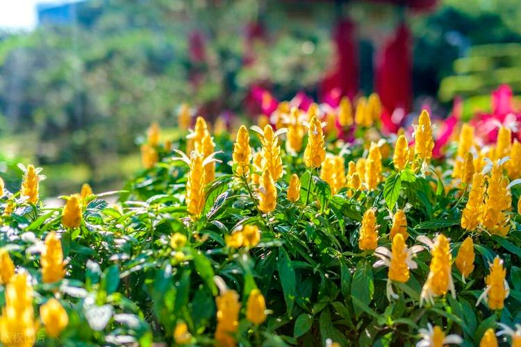 金苞花怎么施肥