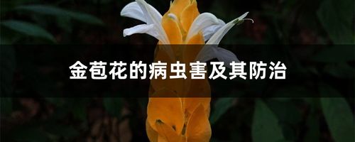 金苞花的主要病虫害及其防治方法