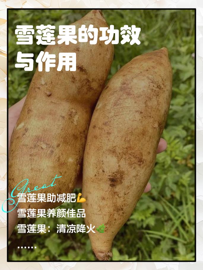 怀孕可以吃雪莲果吗