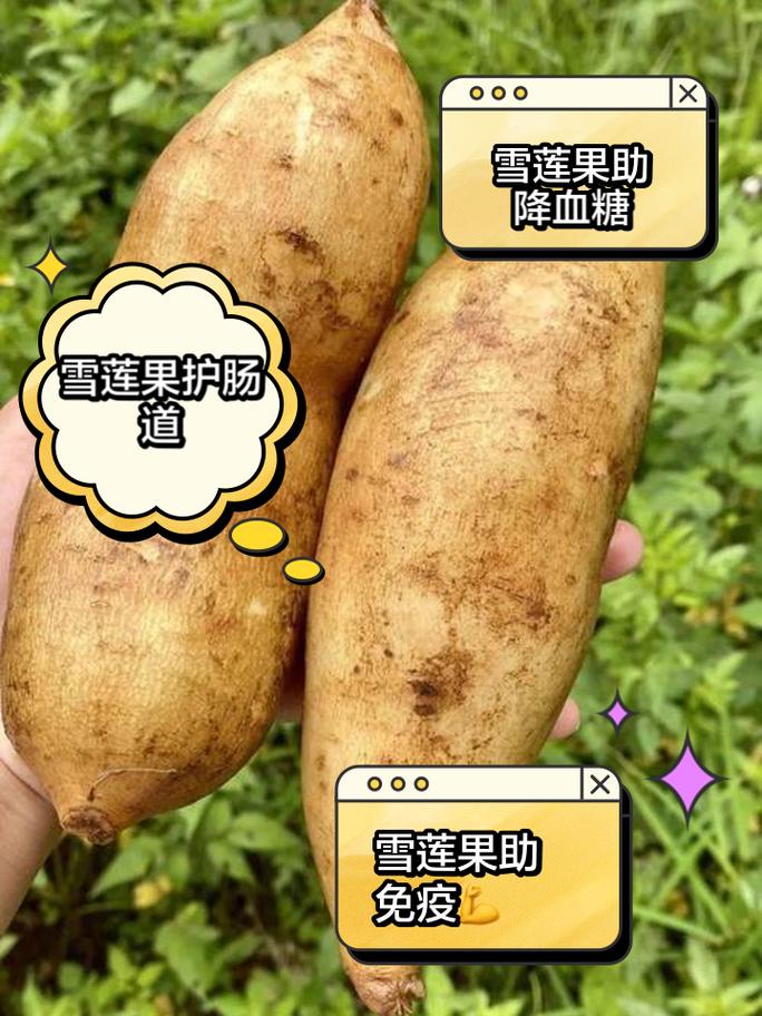 吃雪莲果有什么禁忌,孕妇可以吃雪莲果吗