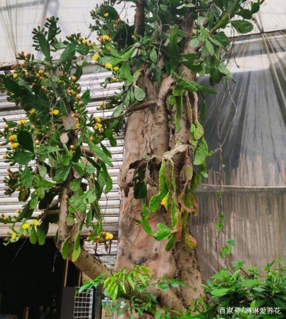 盆栽仙人指发芽枯萎,该怎么养?