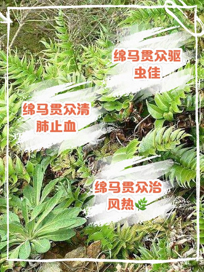 贯众的功效