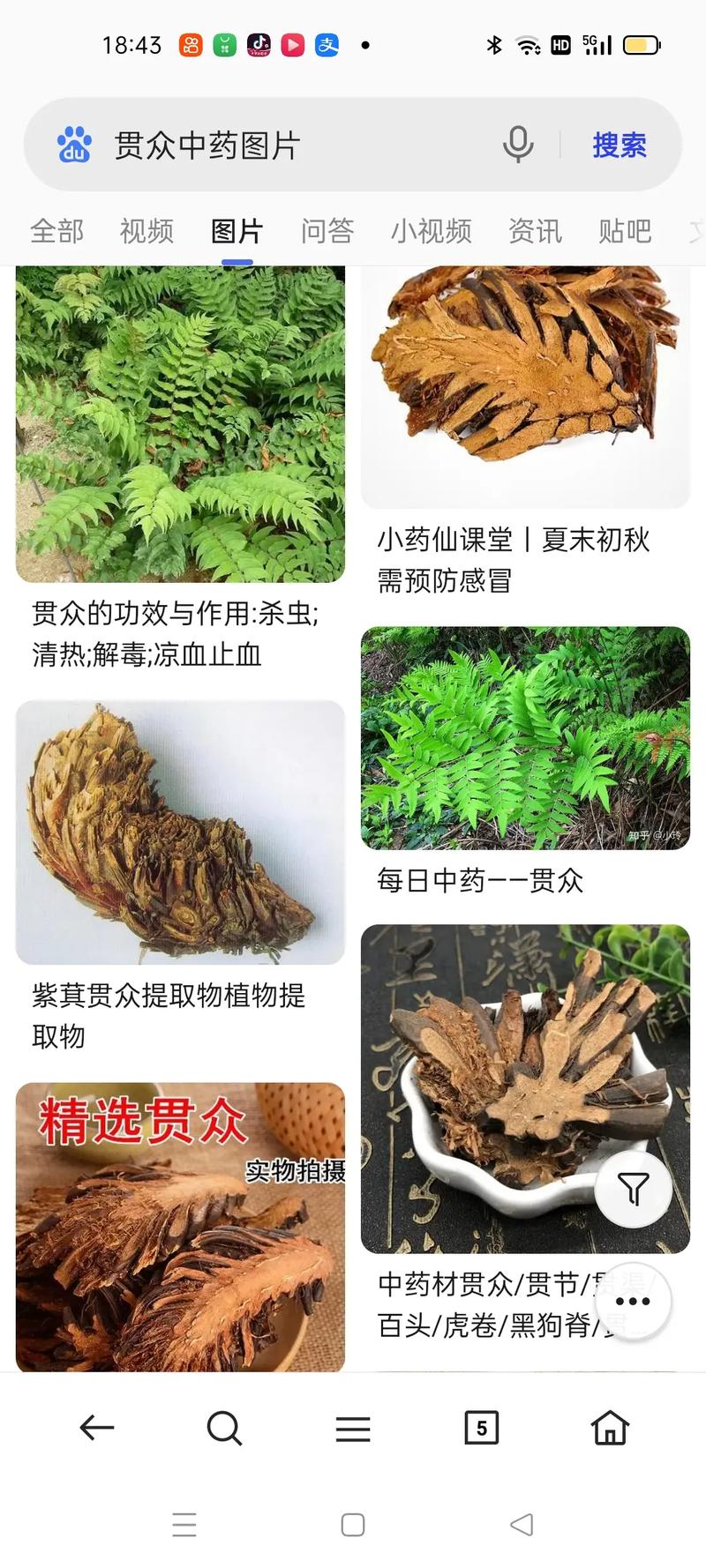 盘点中药材贯众的功效与临床运用