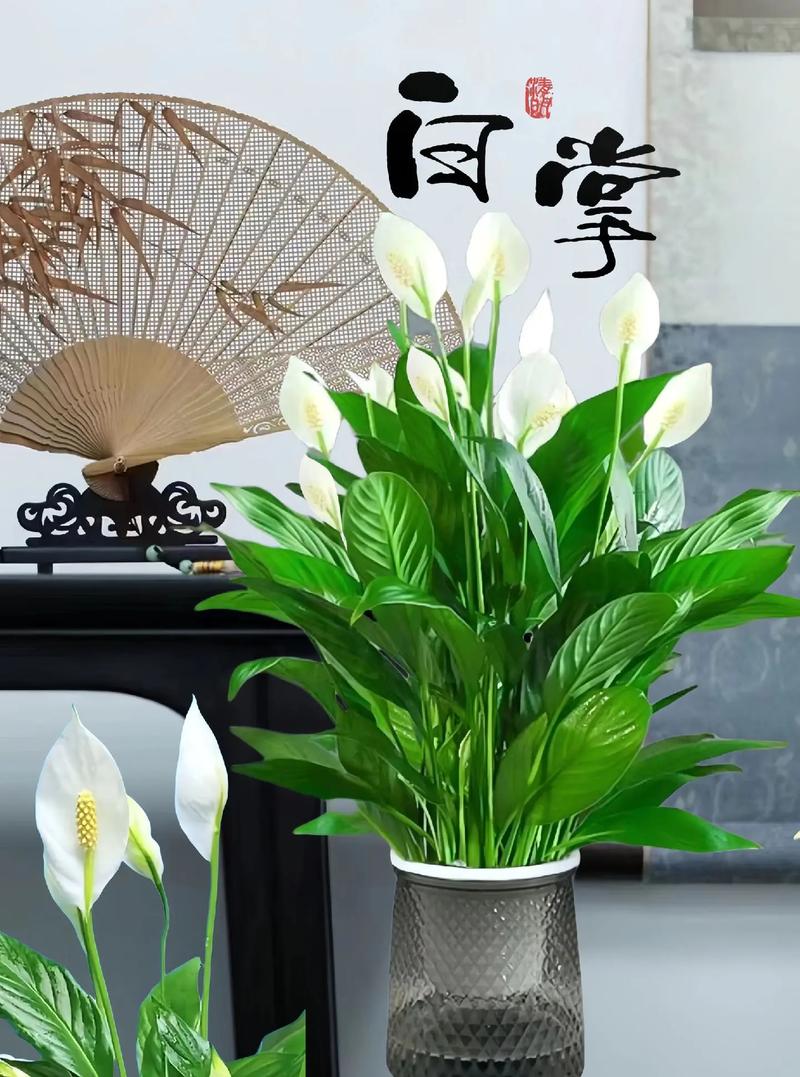 白掌摆放在哪里最旺