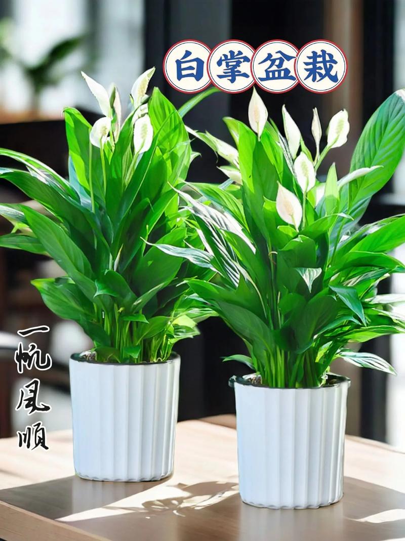 白掌放哪儿不破风水,可放客厅茶几和办公室