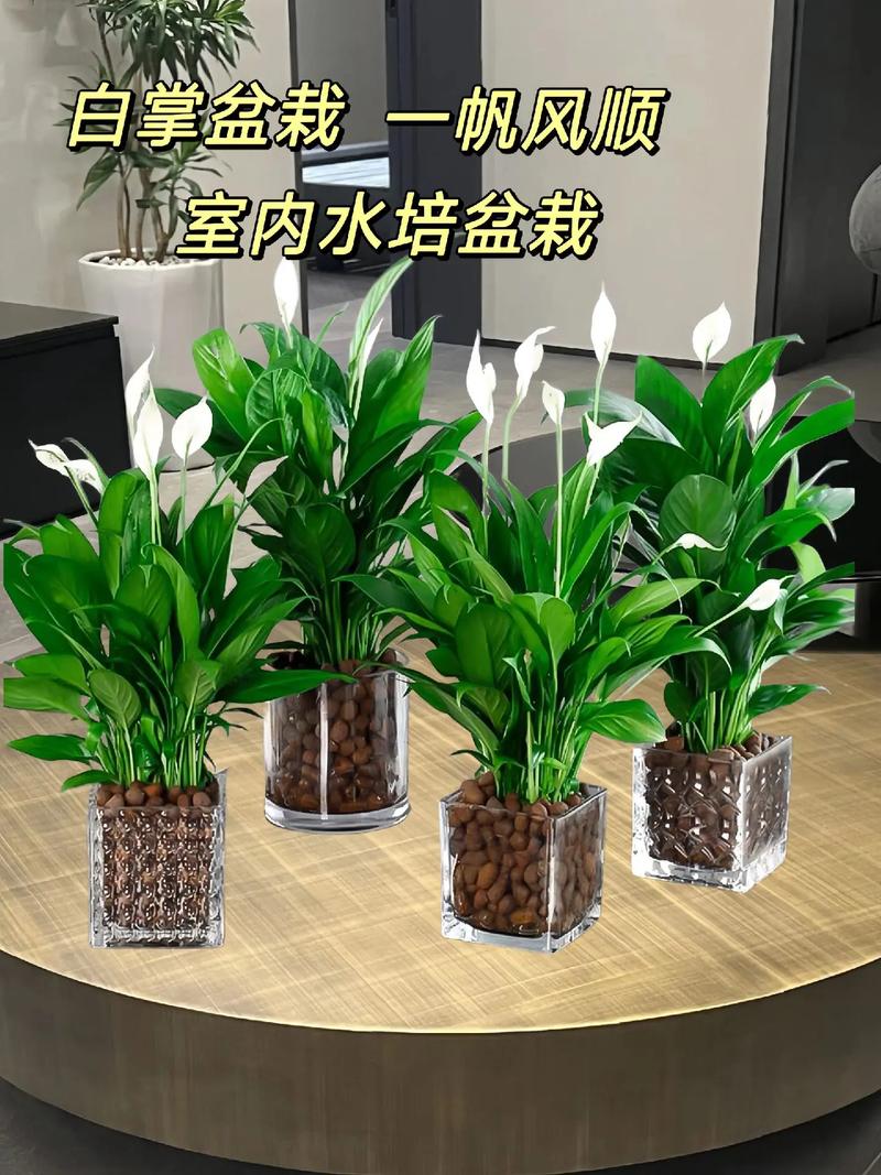 白掌有人说家里不能养白掌有能在家里养吗
