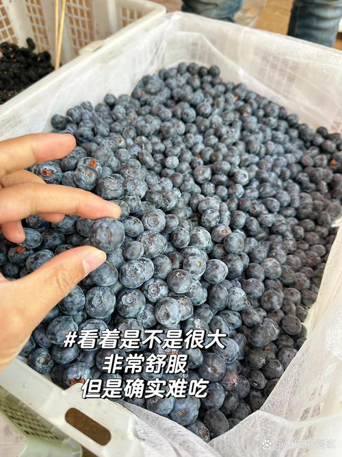 蓝莓多少钱一斤?