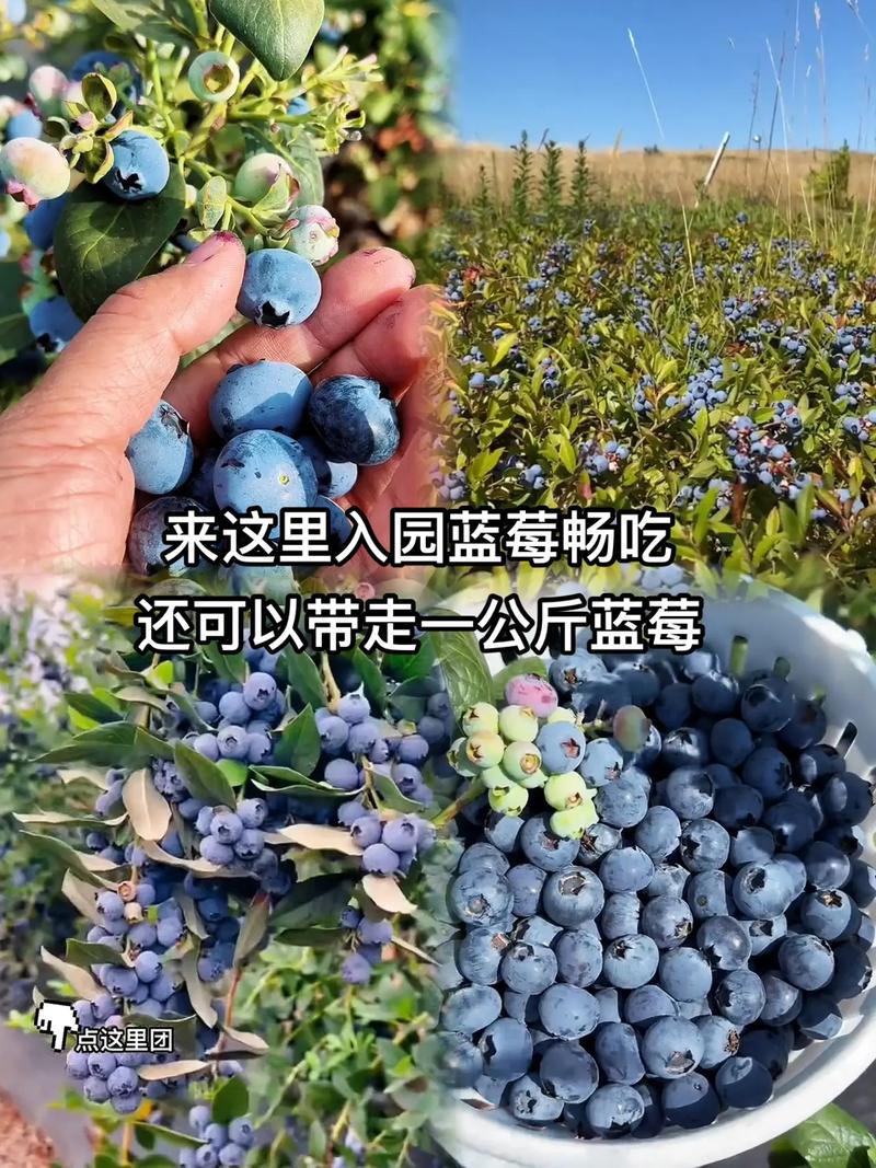 蓝莓多少钱一斤,蓝莓费用