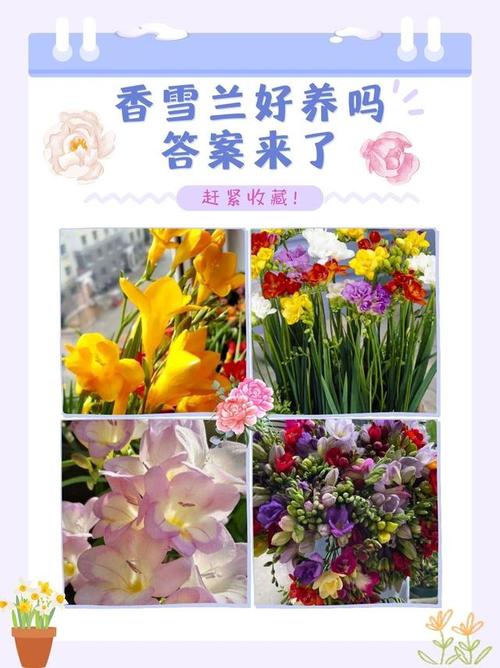 香雪兰释放毒气吗?适合室内养殖吗?晚上释放什么?氧气还是二氧化碳?能净化...