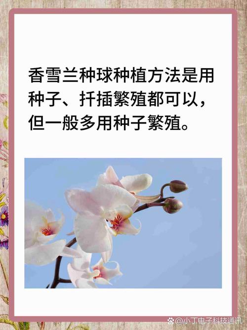 香雪兰有什么作用(香雪兰怎么养护?)
