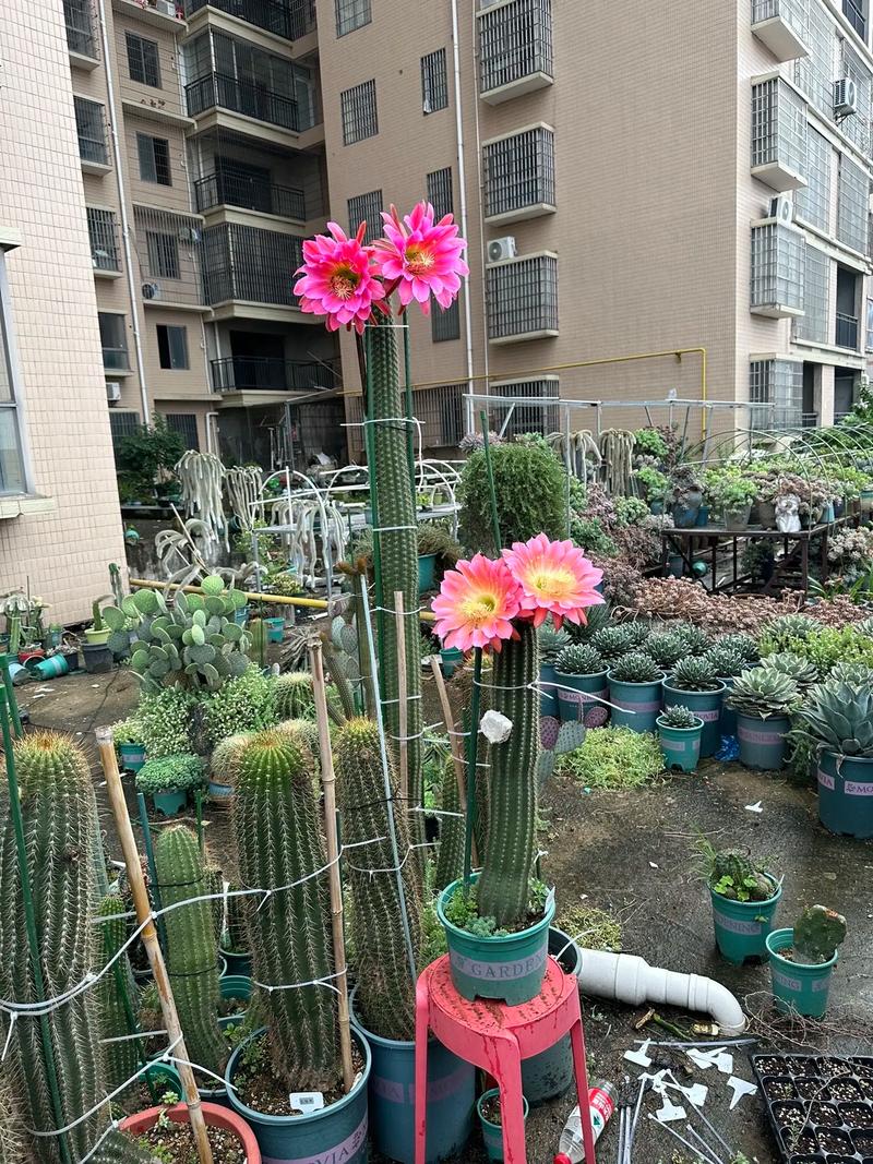 毛花柱最易开花的品种有哪些