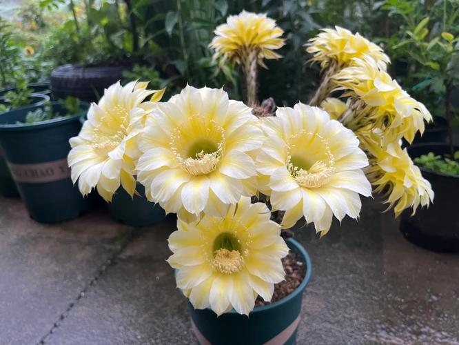 什么毛花柱开大黄花