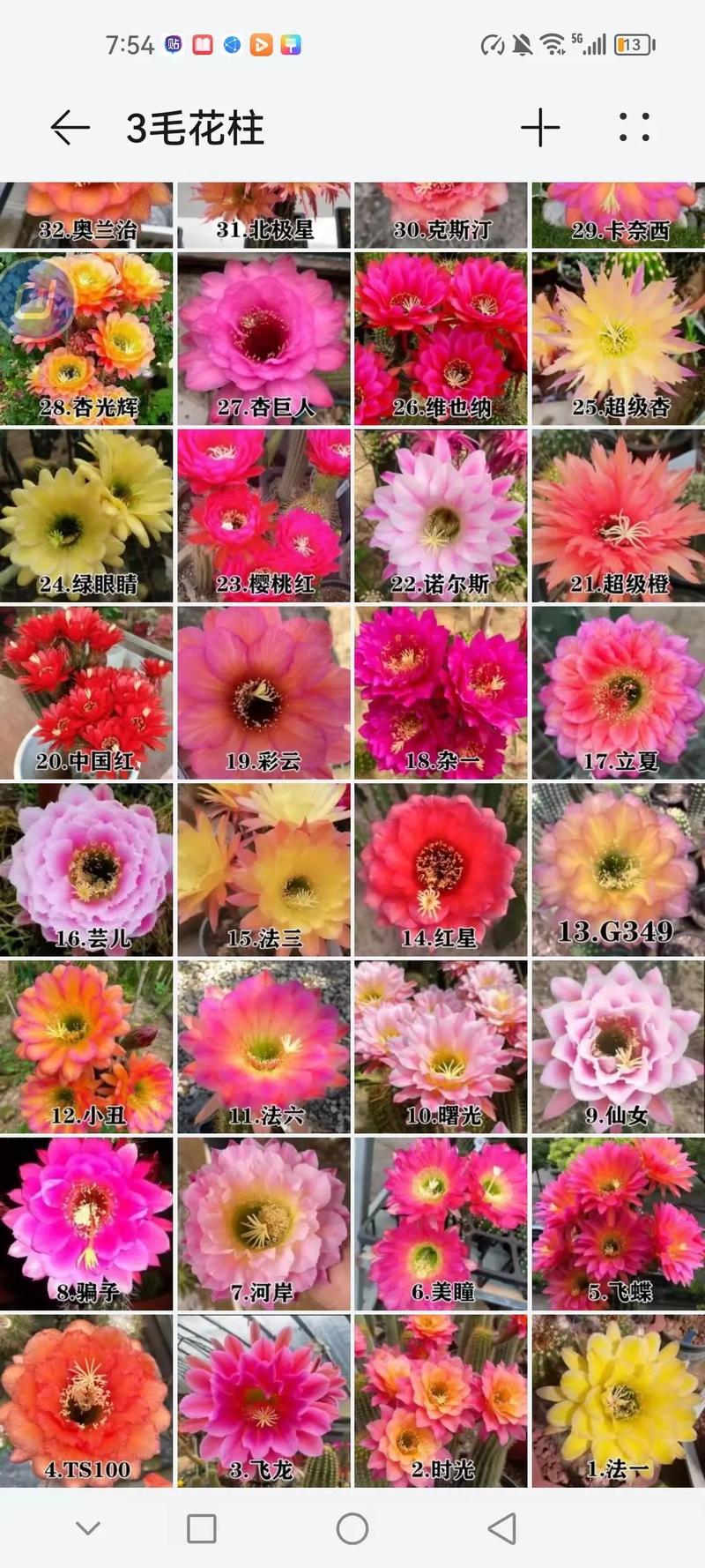毛花柱哪个品种好