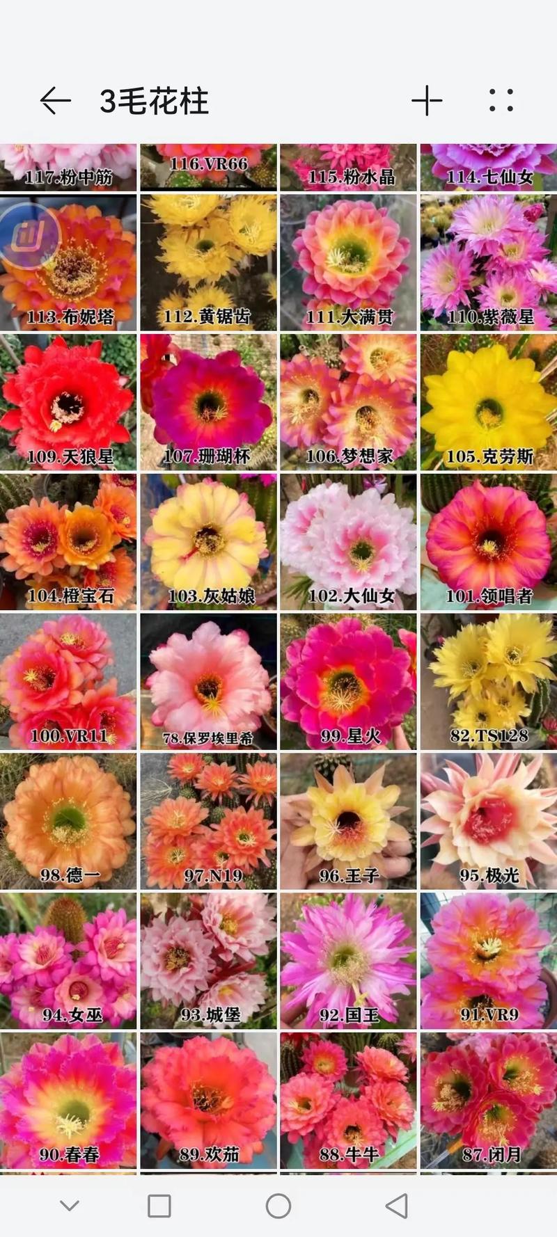 毛花柱有多少品种