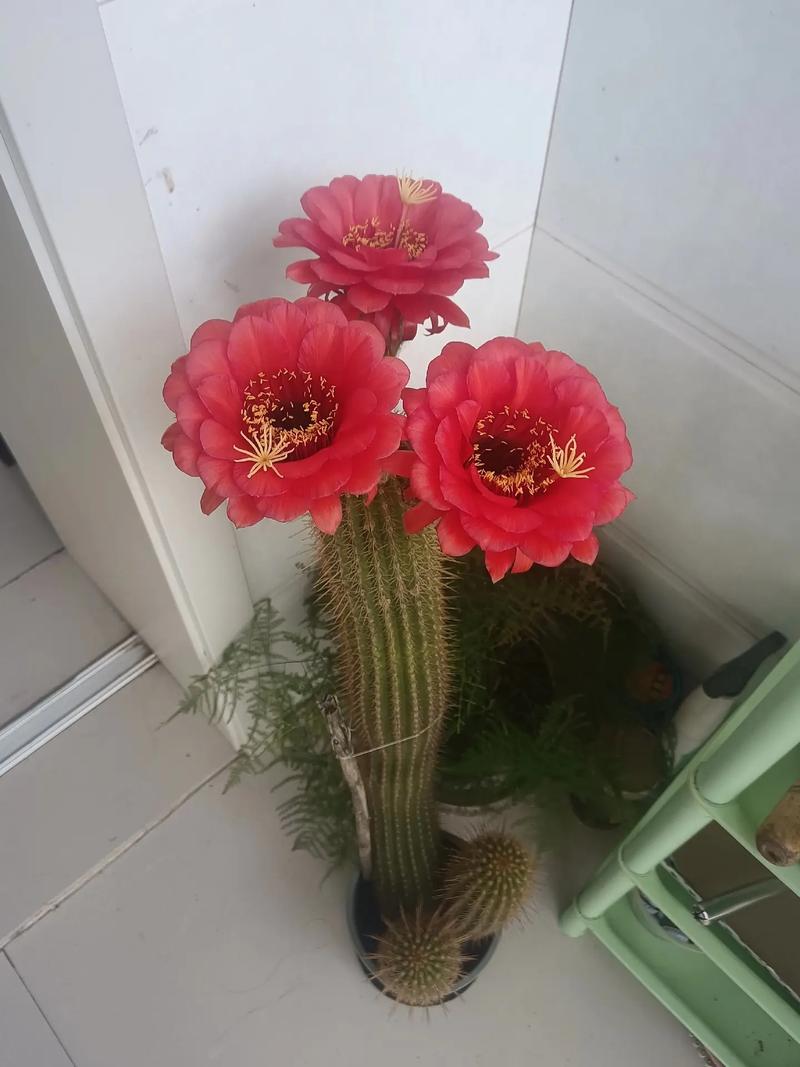 经典毛花柱的几个品种