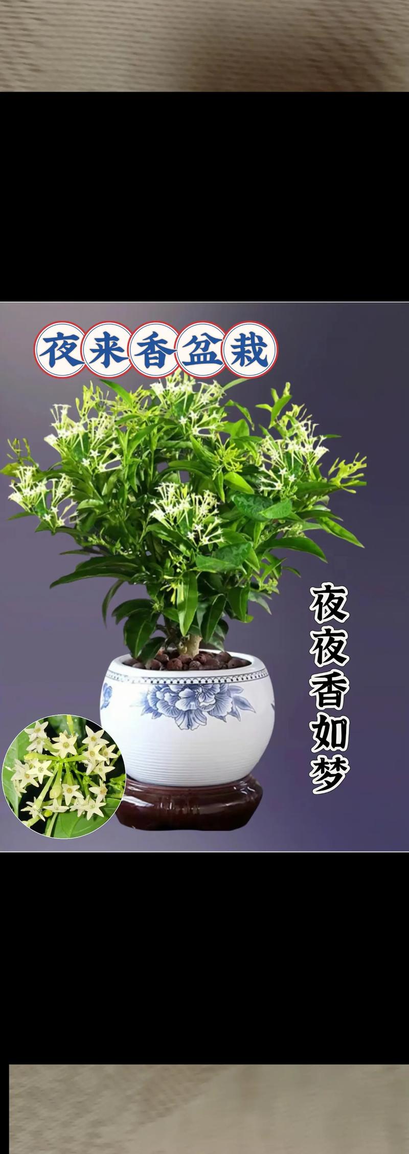 夜来香可以放在卧室吗？夜来香可以放在卧室吗风水好吗？