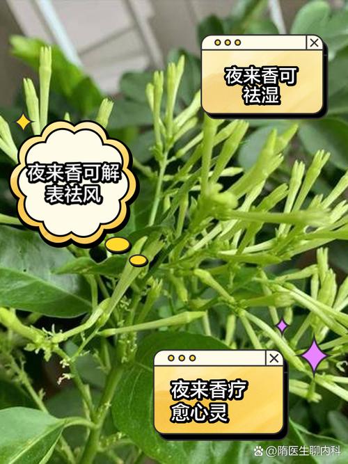 夜来香可以放卧室吗,放在卧室养有毒吗