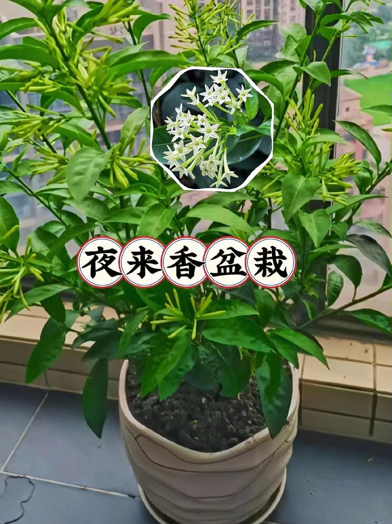 哪种植物不适合长期摆放在卧室夜来香是不能放在卧室的花之一对吗