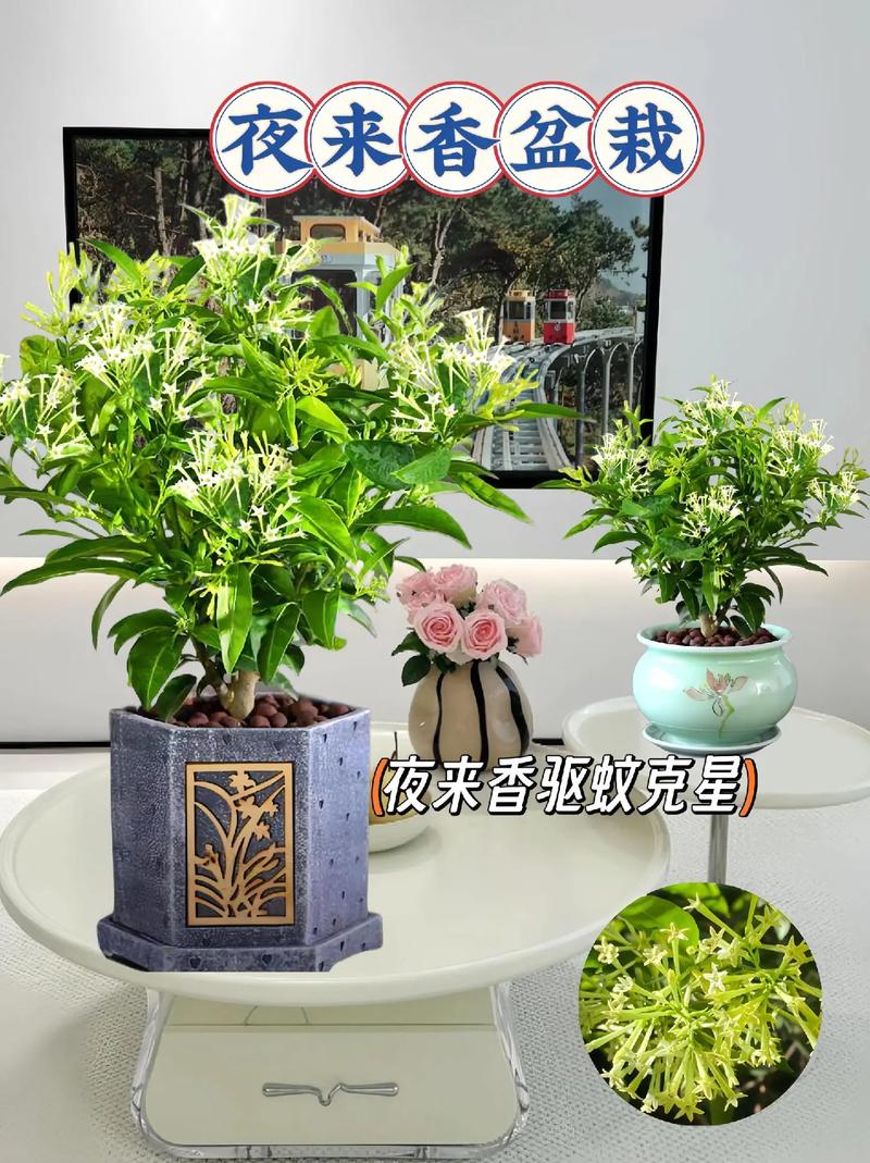 夜来香能放卧室吗