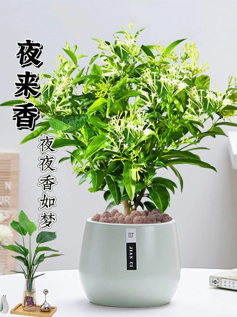 夜来香可以放在卧室吗