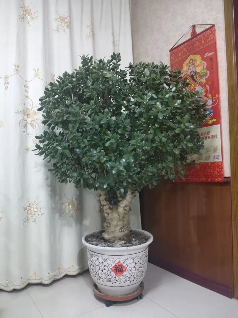 豆瓣绿和玉树的区别？豆瓣绿和玉树的区别在哪？