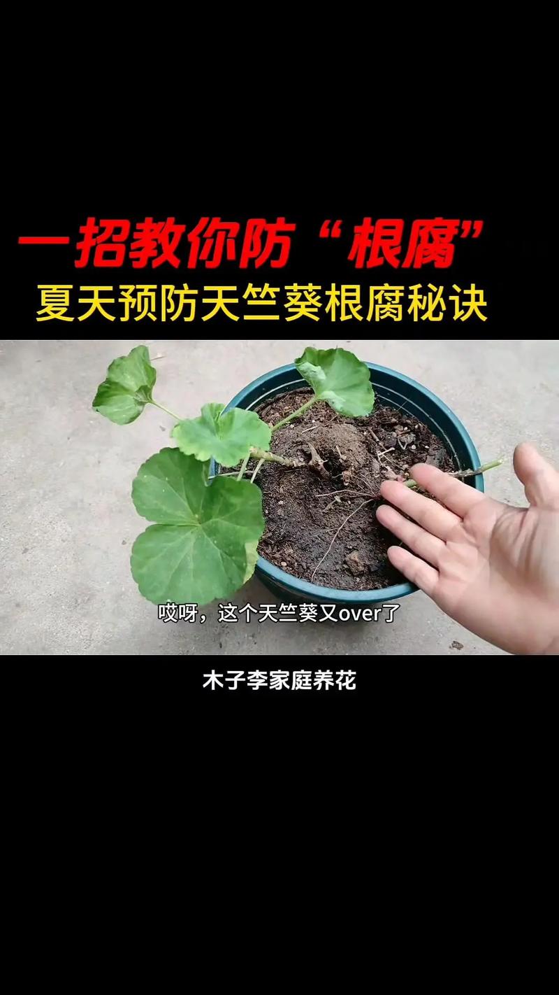 天竺葵烂根怎么办