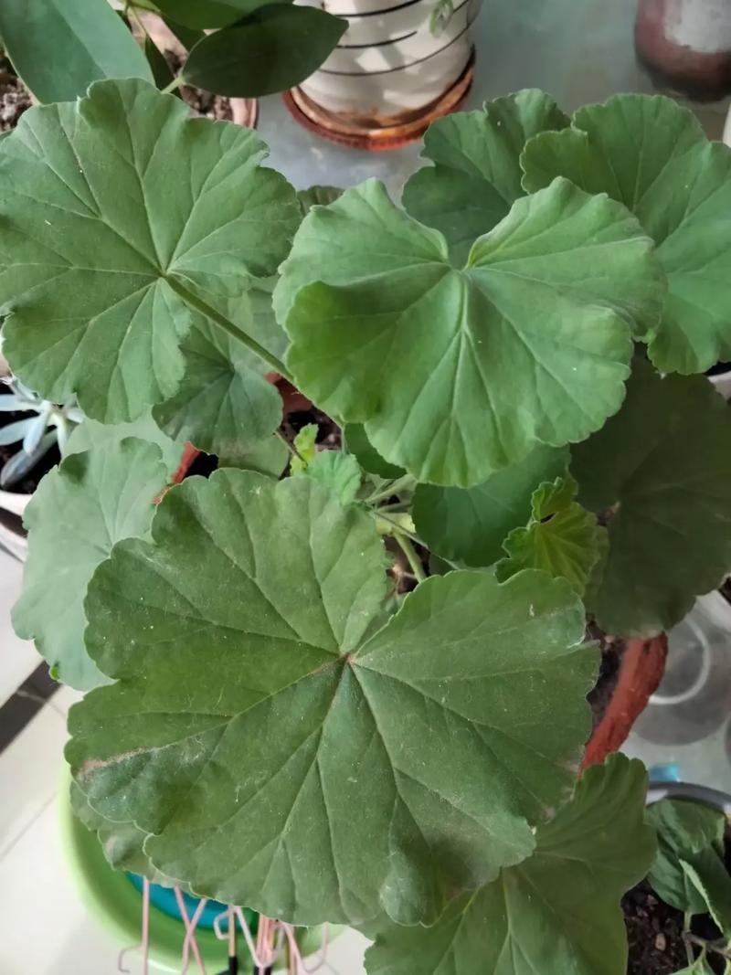 天竺葵烂根怎么处理,剔除烂根更换土质
