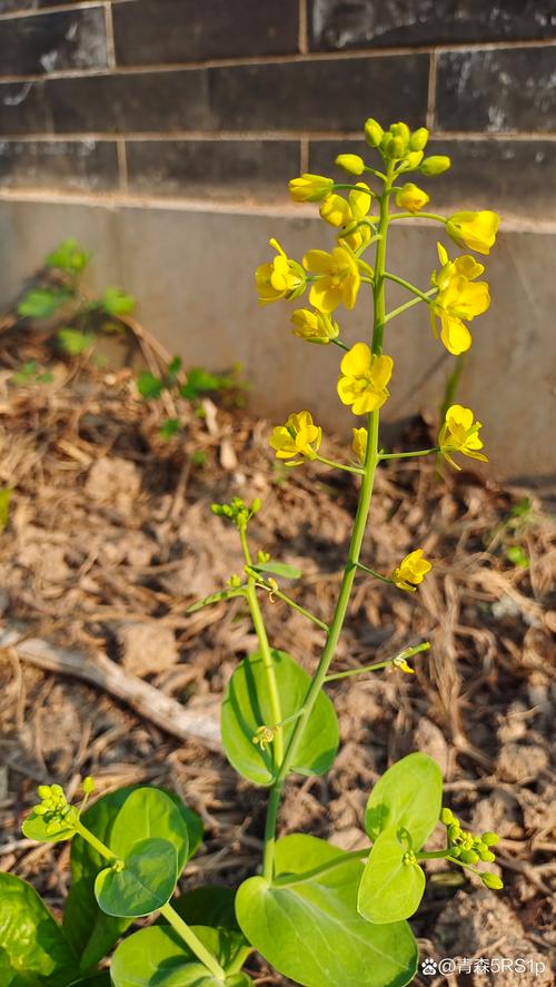 春天适合种什么植物