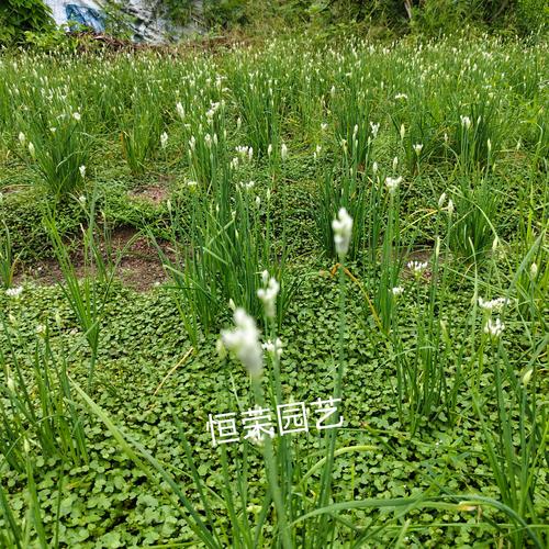 适合春季播种的10种植物