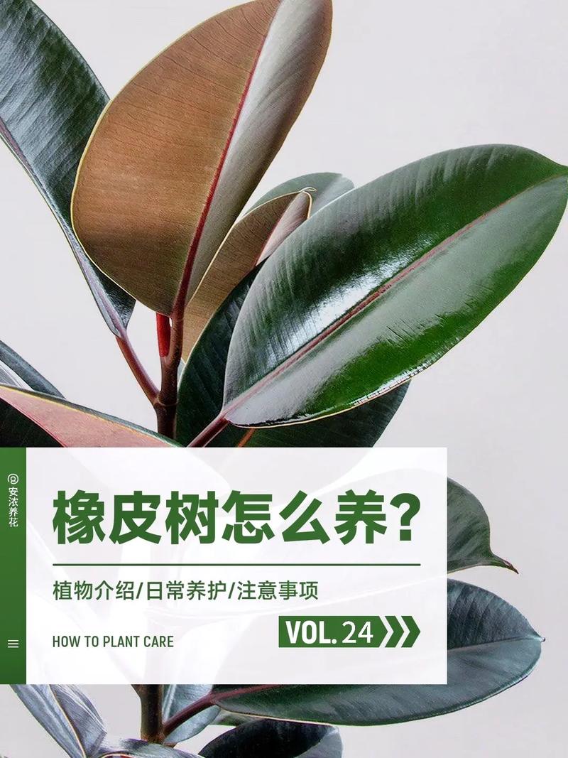 橡皮树的修剪方法