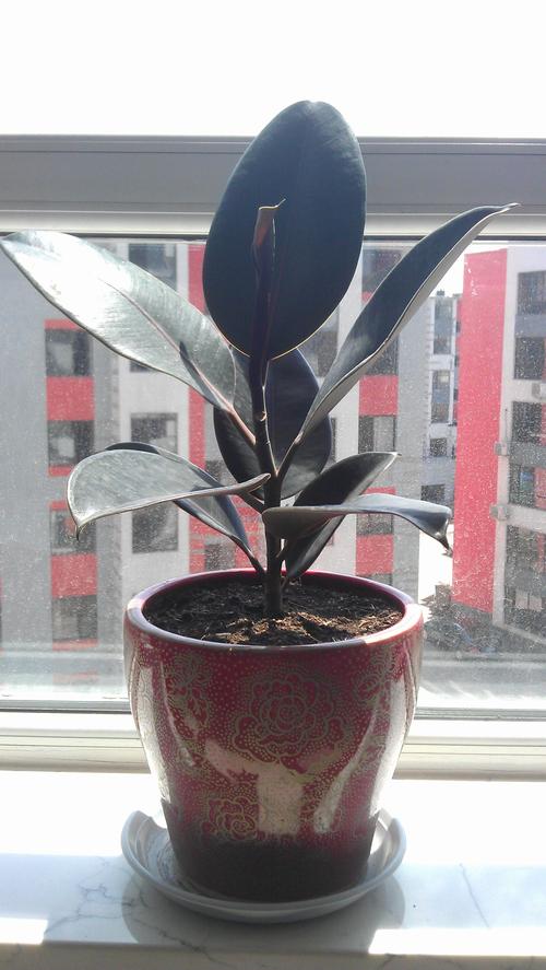 橡皮树多高可以摘心?怎么操作?摘心完就可以长出分枝吗?