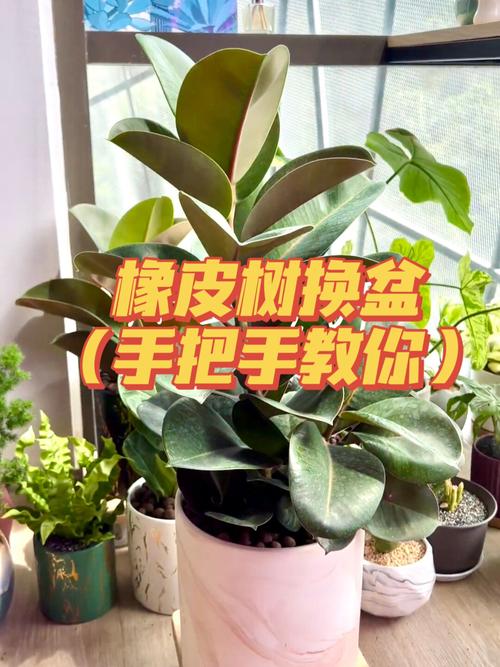 橡皮树怎么修剪