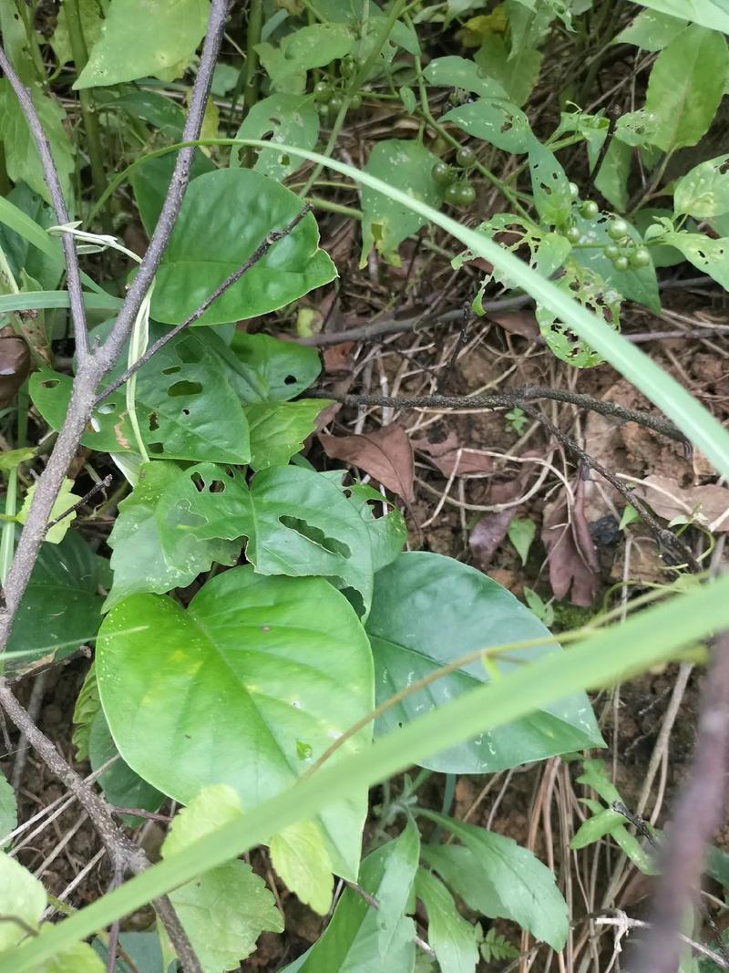 白花银背藤的繁殖方法