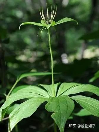 这是什么植物啊?