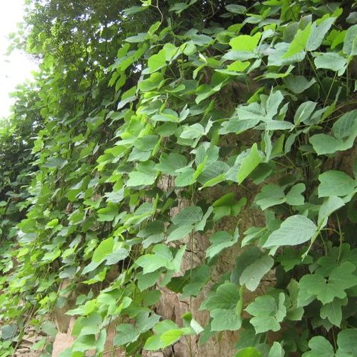 养殖白花银背藤的功效与作用有哪些