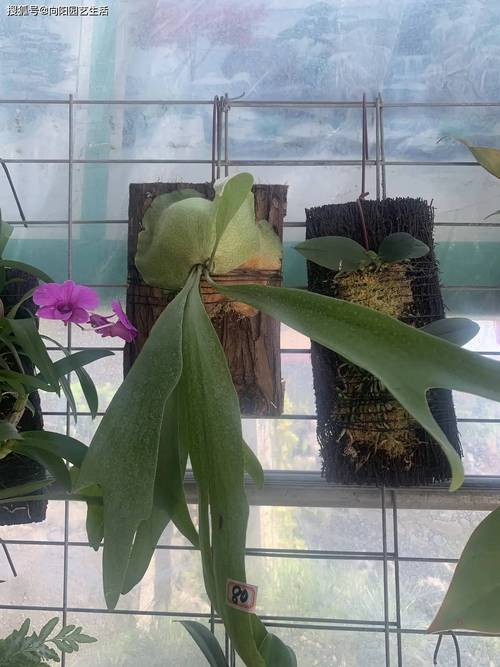 哪些植物算蕨类和葛藤类?