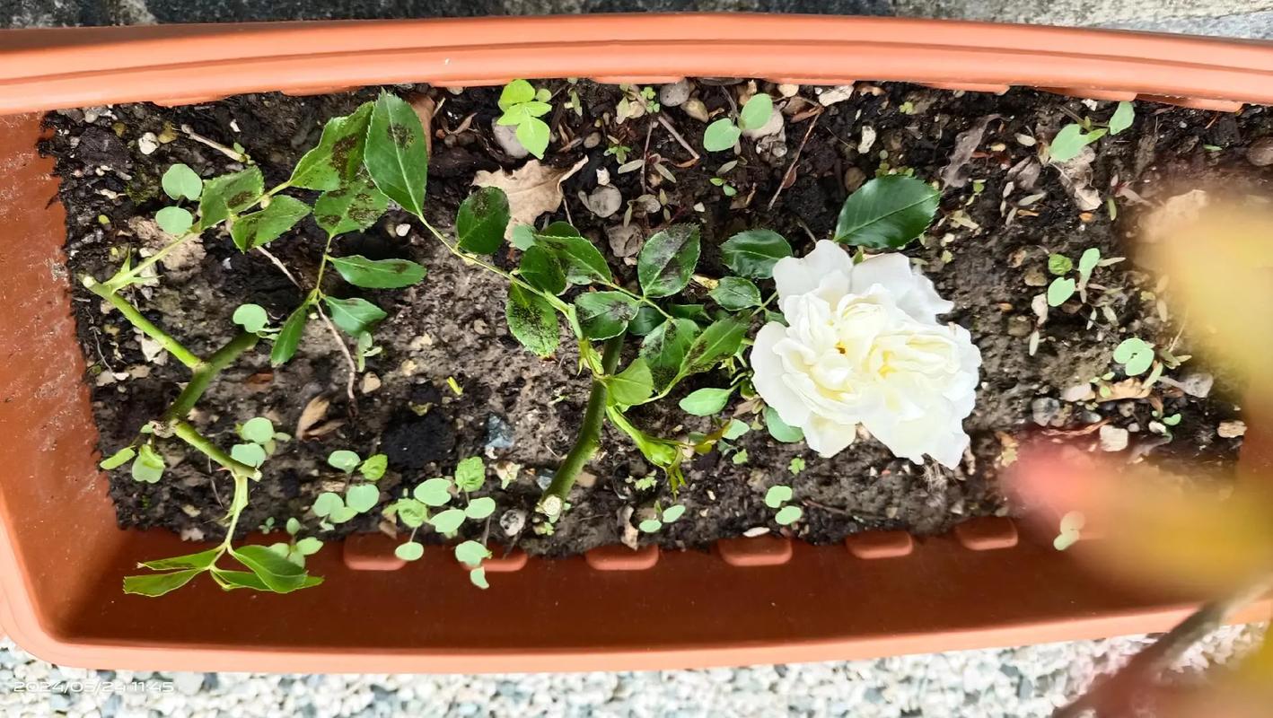 白花银背藤的功效与作用