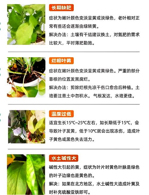 为什么绿萝突然长黄叶子