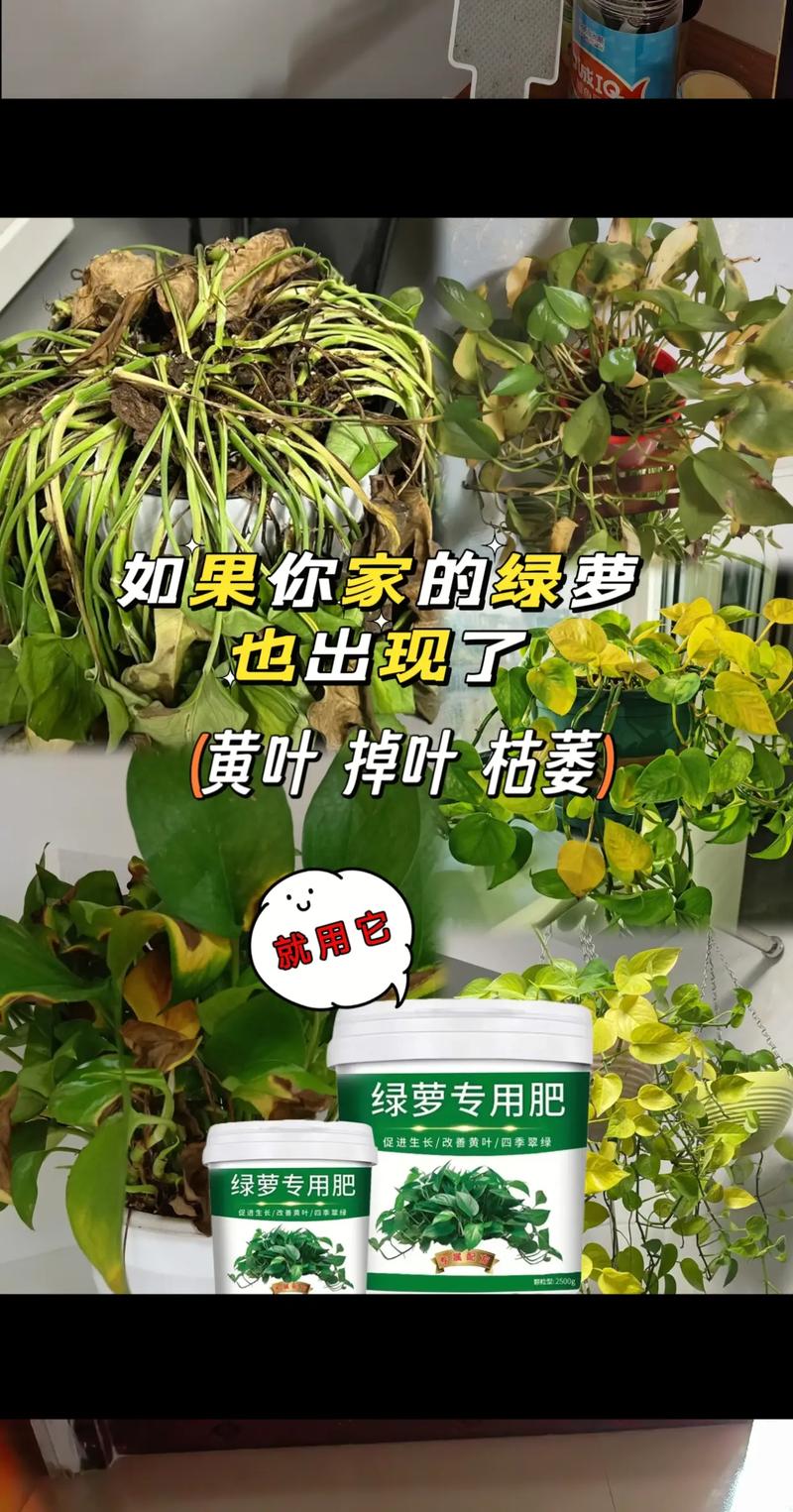 夏天绿萝萎蔫,叶片变黄是为什么?