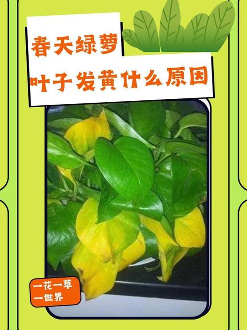 绿箩叶子发黄什么原因