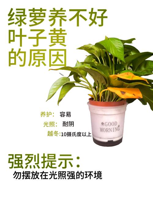 绿萝叶子突然发黄怎么回事